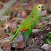 A Blue-fronted Amazon perches on a block of wood