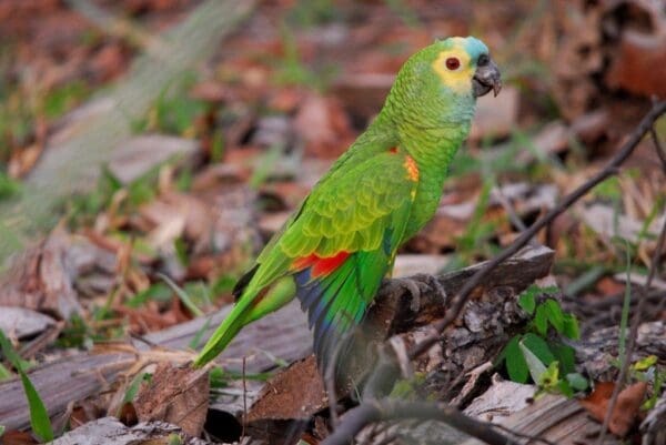 A Blue-fronted Amazon perches on a block of wood