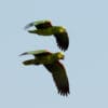 Wild Blue-fronted Amazons fly in tandem