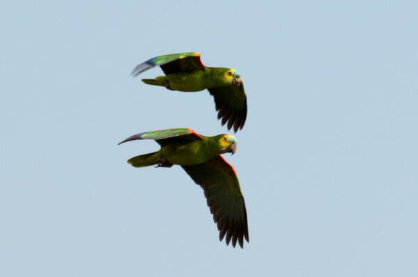 Wild Blue-fronted Amazons fly in tandem