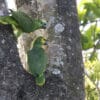 Wild Blue-fronted Amazons cling to a tree trunk