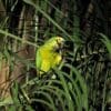 A Blue-fronted Amazon chews on a palm leaf