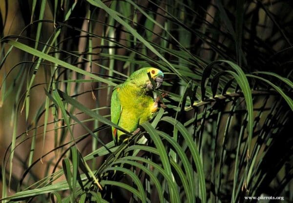 A Blue-fronted Amazon chews on a palm leaf