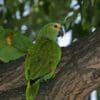 A Blue-fronted Amazon clings to a tree trunk