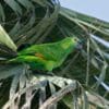 A Blue-fronted Amazon perches in a palm tree