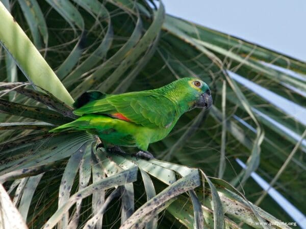 A Blue-fronted Amazon perches in a palm tree