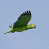 A Blue-fronted Amazon soars through the sky