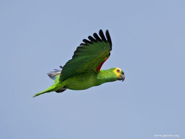 A Blue-fronted Amazon soars through the sky