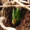 A wild Blue-fronted Parrotlet excavates soil