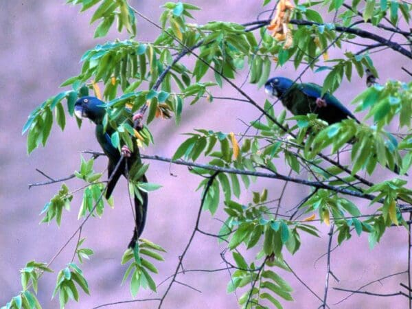 Blue-headed Macaw Surveys