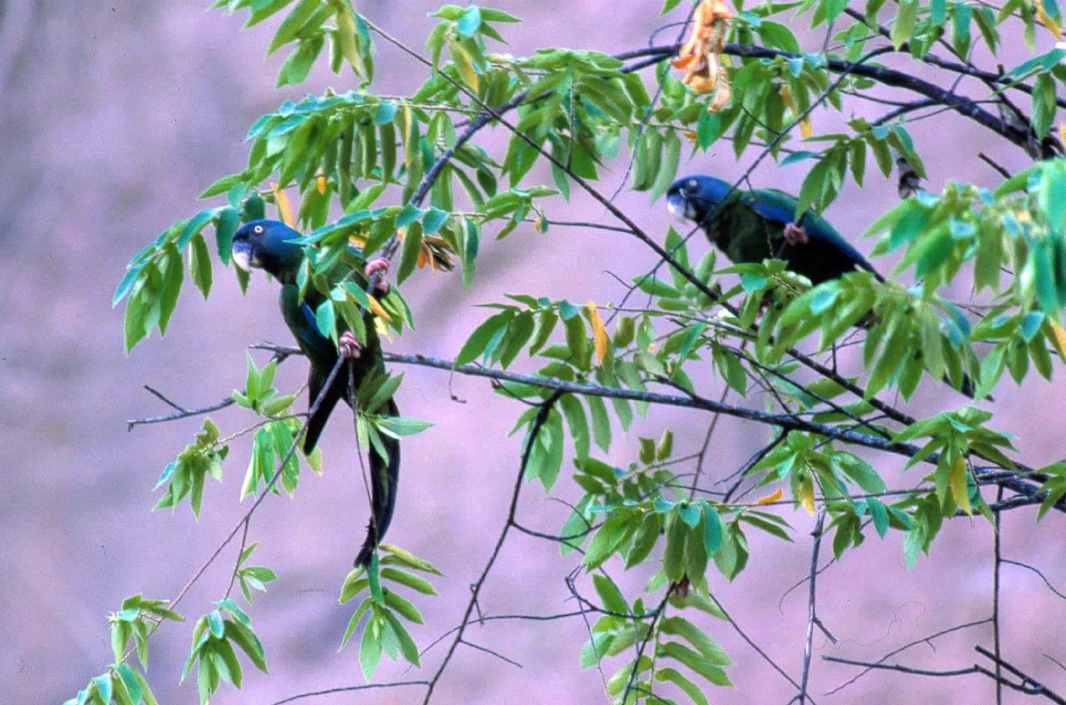 Blue-headed Macaw Surveys