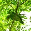 A wild Blue-headed Racquet-tailed Parrot perches in a tree