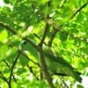 A wild Blue-headed Racquet-tailed Parrot perches in a tree