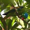 A wild Blue-naped Parrot forages in the tree canopy