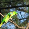 Wild Blue-naped Parrots perch in a tree