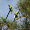 Wild Blue-naped Parrots perch in a tree