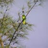 A wild Blue-naped Parrot feeds on fruit