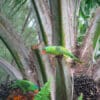 Wild Blue-naped Parrots feed on fruits