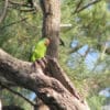 A wild Blue-naped Parrot perches near a nest cavity