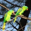 Wild Blue-naped Parrots perch on branches