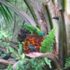 A wild Blue-naped Parrot feeds on fruits