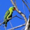 A wild male Blue-naped Parrot perches on branch