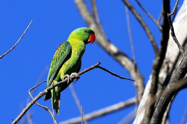 A wild male Blue-naped Parrot perches on branch