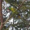 A wild Blue-naped Parrot perches on a branch