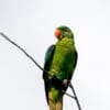 A wild Blue-naped Parrot perches on a twig