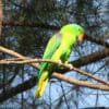 A wild Blue-naped Parrot perches in a tree