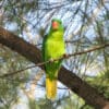 A wild Blue-naped Parrot perches in a tree