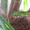 A wild Blue-naped Parrot perches in a palm tree