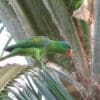 A wild Blue-naped Parrot perches in a palm tree