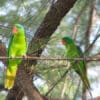 Wild Blue-naped Parrots perch on a branch