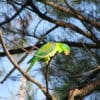 A wild Blue-naped Parrot perches on a branch