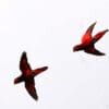 Wild Blue-streaked Lories fly quickly