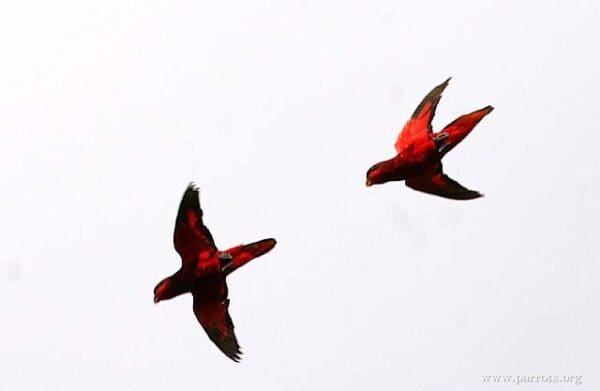 Wild Blue-streaked Lories fly quickly