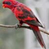 A Blue-streaked Lory perches on a branch