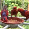 Blue-streaked Lories feed at Jurong Bird Park