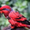 A Blue-streaked Lory perches on a person's head