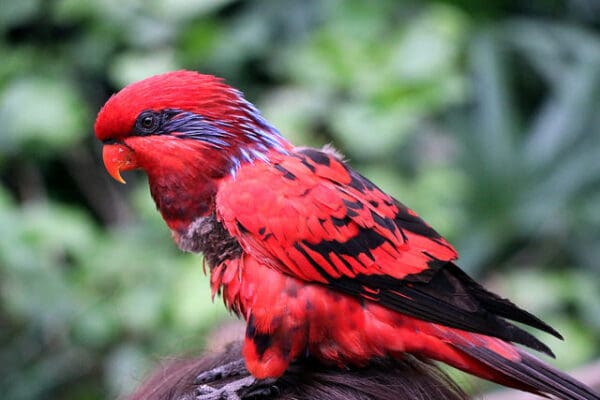 A Blue-streaked Lory perches on a person's head