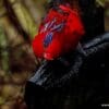 A Blue-streaked Lory perches on a branch