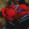 A Blue-streaked Lory perches on a branch