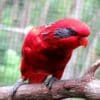 A Blue-streaked Lory perches in a cage