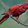 A Blue-streaked Lory perches on a branch at Jurong Bird Park