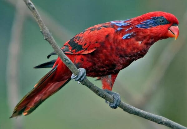 A Blue-streaked Lory perches on a branch at Jurong Bird Park