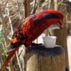 A Blue-streaked Lory feeds at Denver Zoo