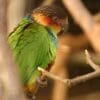 A Blue-throated Conure perches in an enclosure