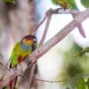 Wild Blue-throated Conures perch on a branch