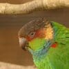 A closeup profile of a Blue-throated Conure